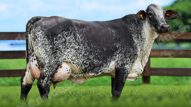 Lote em leilao em Itirapuã/SP - Lote 30