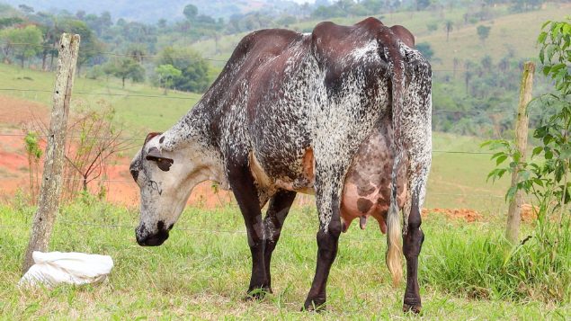 Lote em leilão em Dores do Indaiá/MG - Lote 14