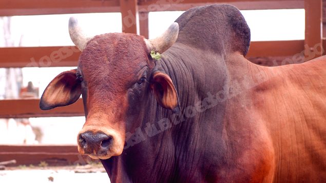 Lote em leilao em Brasil