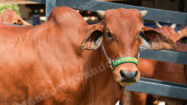 Lote em leilao em Brasil - Lote 1026