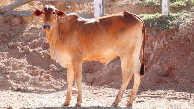Lote em leilao em Pratápolis/MG