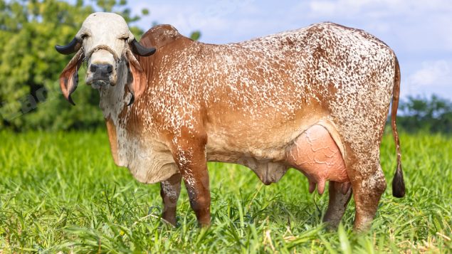 Lote em leilão em Brasil - Lote 344
