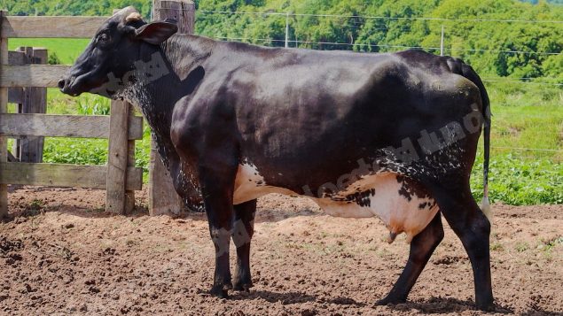 Lote em leilão em Jataí/GO - Lote 30