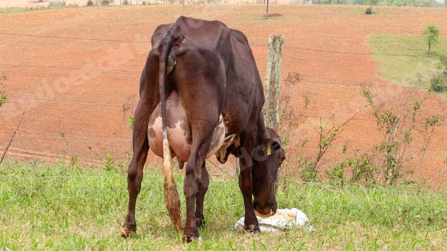 Lote em leilão em Dores do Indaiá/MG - Lote 15