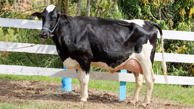 Lote em leilao em Silveiras/SP