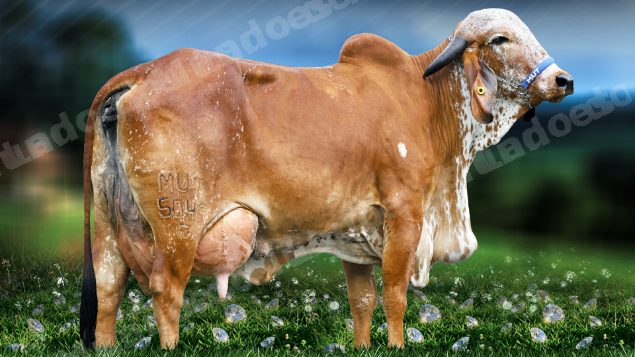 Lote em leilão em Brasil - Lote 89