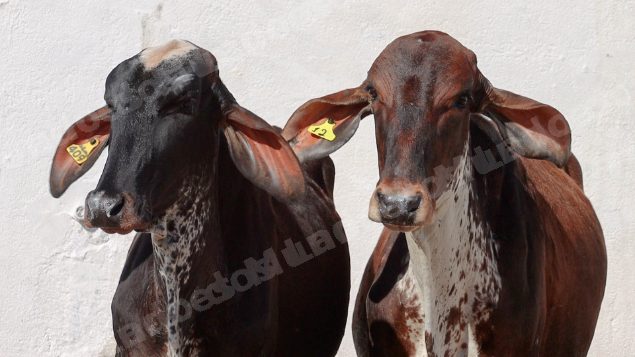 Lote em leilao em Silveiras/SP