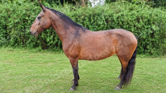 Lote em leilão em Brasil - Lote 345