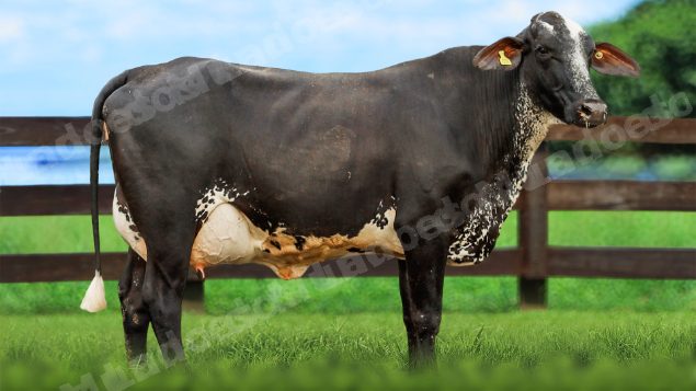 Lote em leilao em Itirapuã/SP - Lote 31