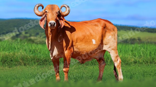 Lote em leilao em Álvares Florence/SP