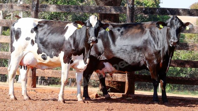 Lote em leilao em Cristalina/GO