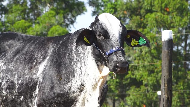 Lote em leilao em Brasil