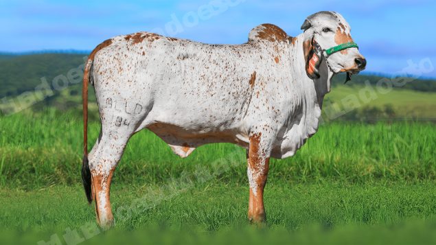 Lote em leilao em Brasil