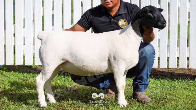 Lote em leilao em Brasil