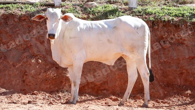 Lote em leilao em Pratápolis/MG
