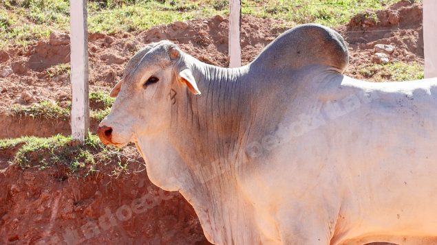 Lote em leilao em Pratápolis/MG