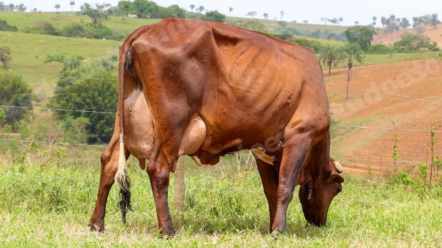 Lote em leilão em Dores do Indaiá/MG - Lote 16
