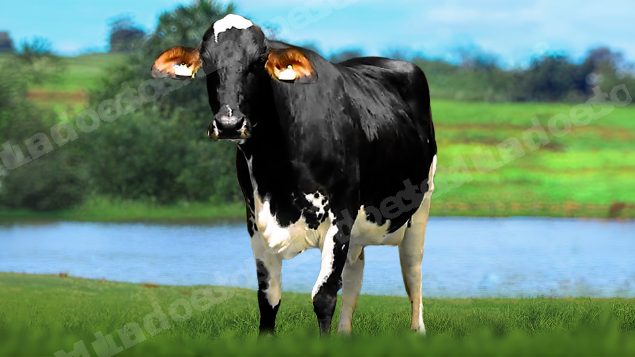 Lote em leilão em Brasil - Lote 137