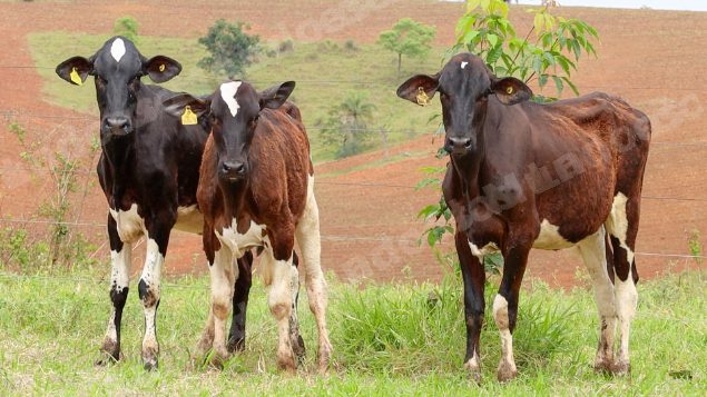Lote em leilão em Dores do Indaiá/MG - Lote 17