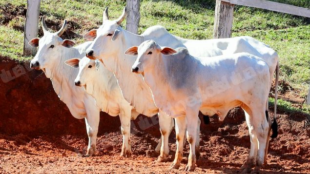 Lote em leilao em Pratápolis/MG