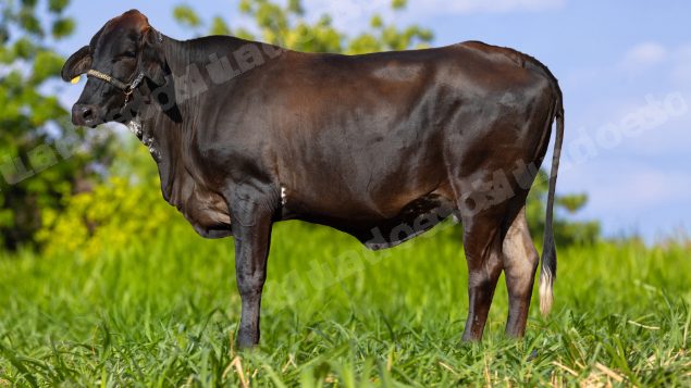 Lote em leilão em RN - Lote 4