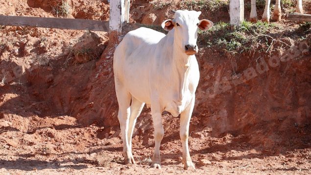 Lote em leilao em Pratápolis/MG