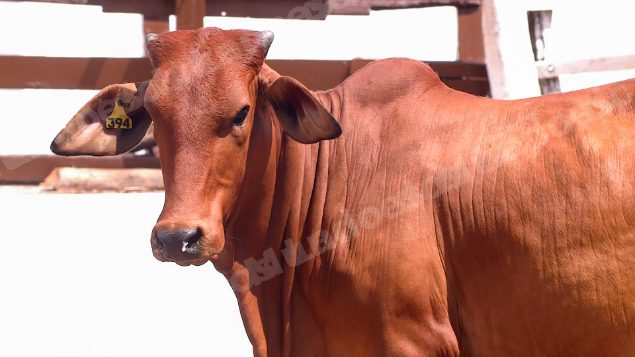 Lote em leilão em Brasil - Lote 231