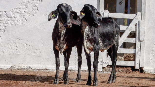 Lote em leilao em Silveiras/SP