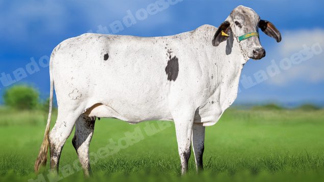 Lote em leilao em Miradouro/MG