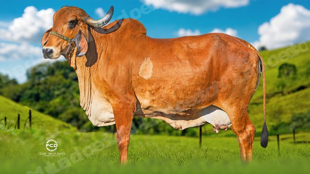 Lote em leilao em Passos/MG
