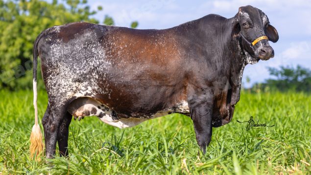 Lote em leilão em Brasil - Lote 348