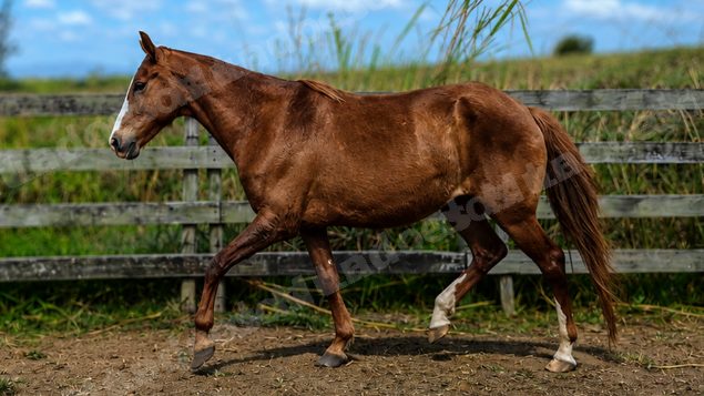 Lote em leilao em Brasil