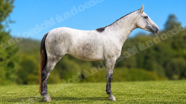 Lote em leilao em Brasil