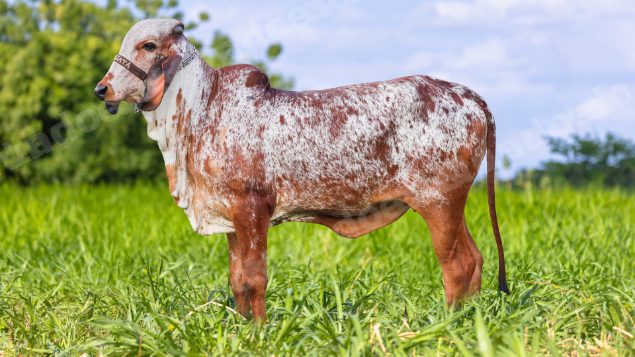 Lote em leilão em Brasil - Lote 349