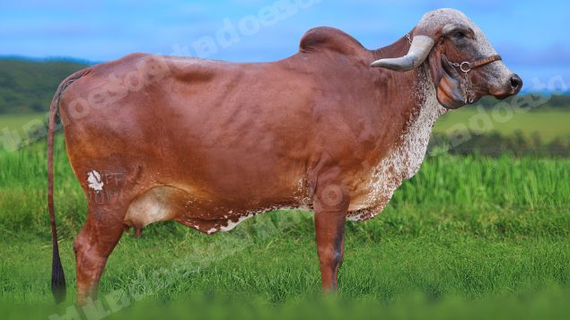 Lote em leilao em São Pedro do Suaçuí/MG - Lote 29