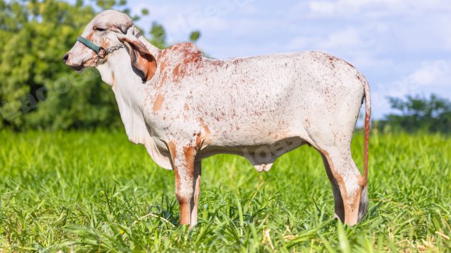 Lote em leilão em Brasil - Lote 350