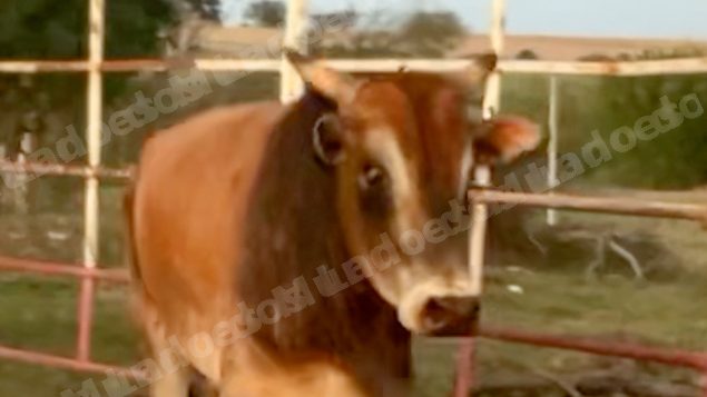 Lote em leilao em Sabino/SP