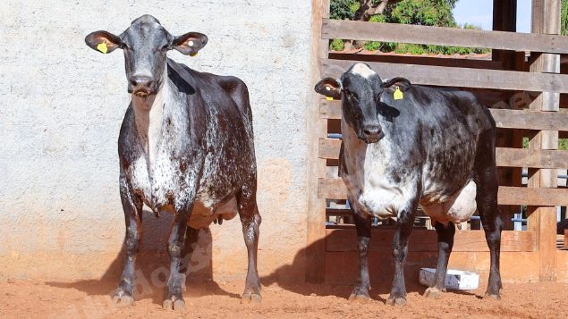 Lote em leilao em Cristalina/GO