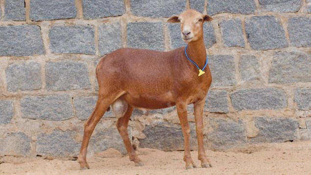 Lote em leilao em Taperoá/PB