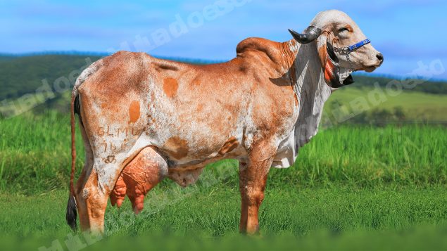 Lote em leilao em Brasil