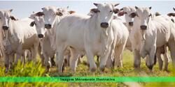 Lote em leilao em Bovinos Bananal/SP