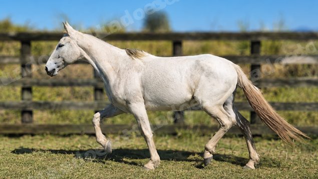 Lote em leilao em Brasil