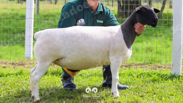 Lote em leilao em Brasil
