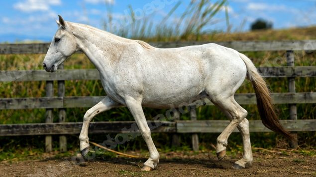 Lote em leilao em Brasil