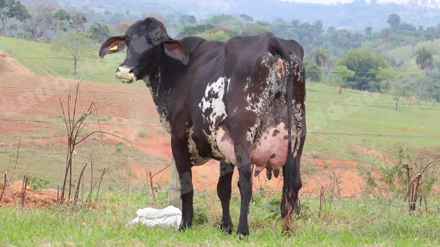 Lote em leilão em Dores do Indaiá/MG - Lote 18