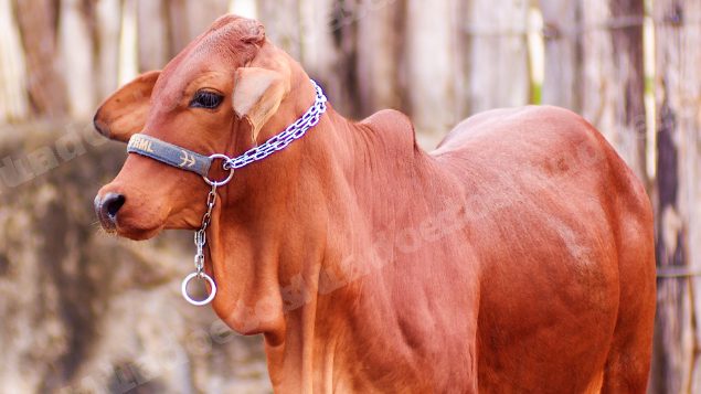 Lote em leilão em Brasil - Lote 236