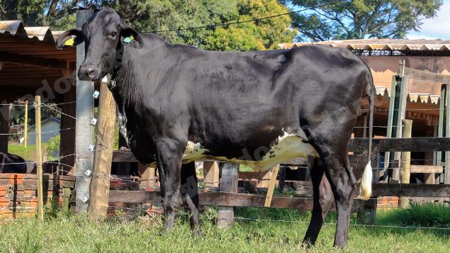 Terreno em leilao em Garça/SP