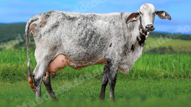 Lote em leilao em Álvares Florence/SP
