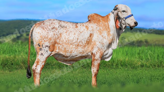 Lote em leilao em Brasil
