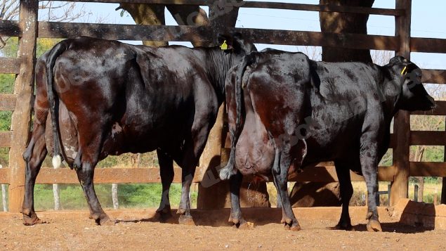 Lote em leilao em Cristalina/GO